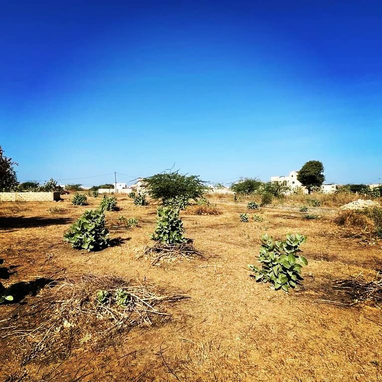 Parcelles 1200 m2 Somone